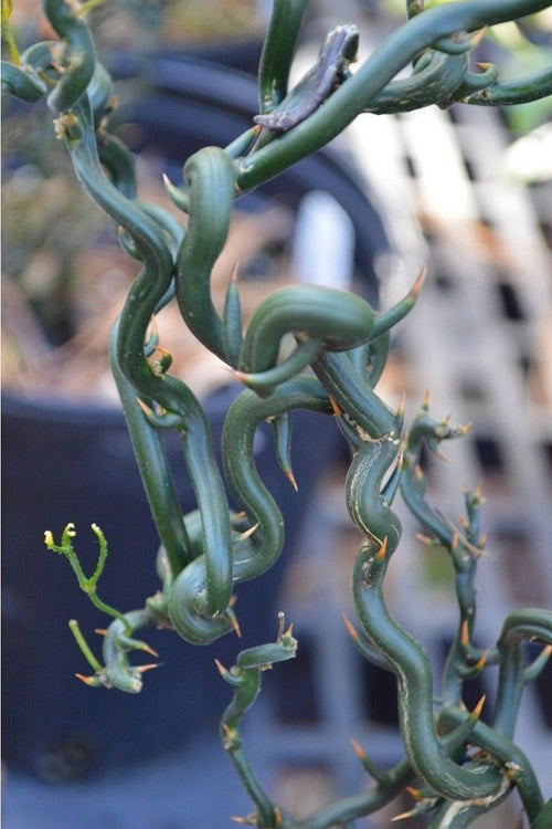  Tiny Dragon Hardy Orange (Poncirus Trifoliata) - 5 Gallon Pot - SALE!
