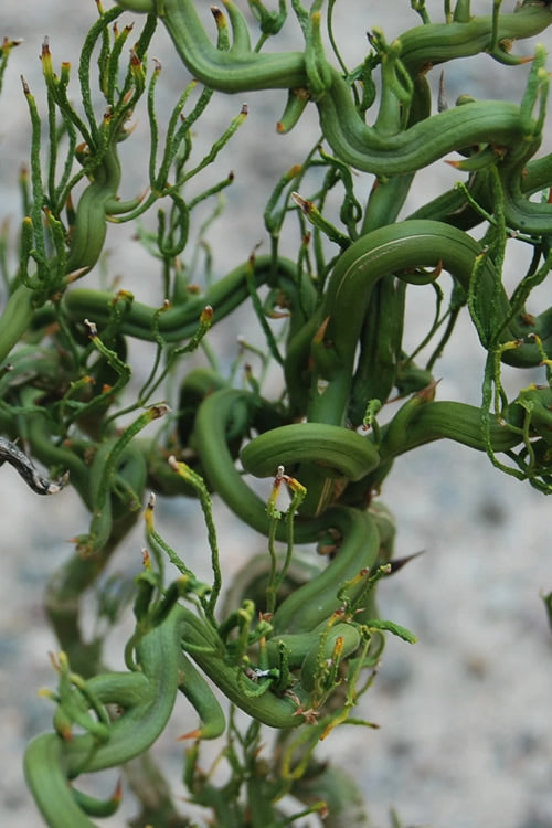  Tiny Dragon Hardy Orange (Poncirus Trifoliata) - 5 Gallon Pot - SALE!