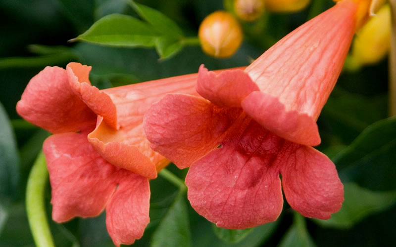  Madame Galen Trumpet Vine - 2 Pack Of Quart Pots
