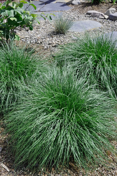  Tufted Hair Grass (Deschampsia Cespitosa) - 8 Pack Of 1 Gallon Pots