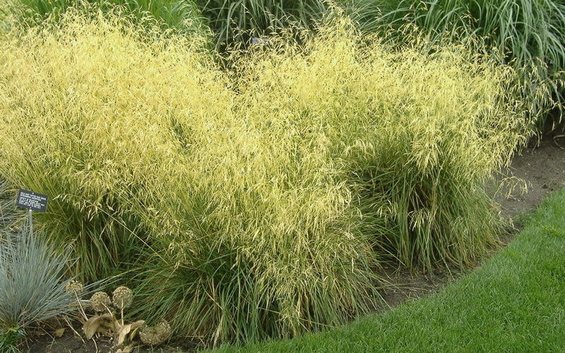  Tufted Hair Grass (Deschampsia Cespitosa) - 6 Pack Of 1 Gallon Pots
