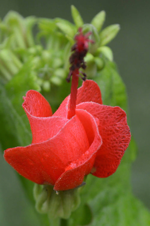  Turk's Cap Mallow (Malvaviscus Drummondii) - 5 Pack Of Quart Pots