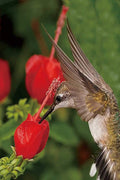  Turk's Cap Mallow (Malvaviscus Drummondii) - 5 Pack Of Quart Pots