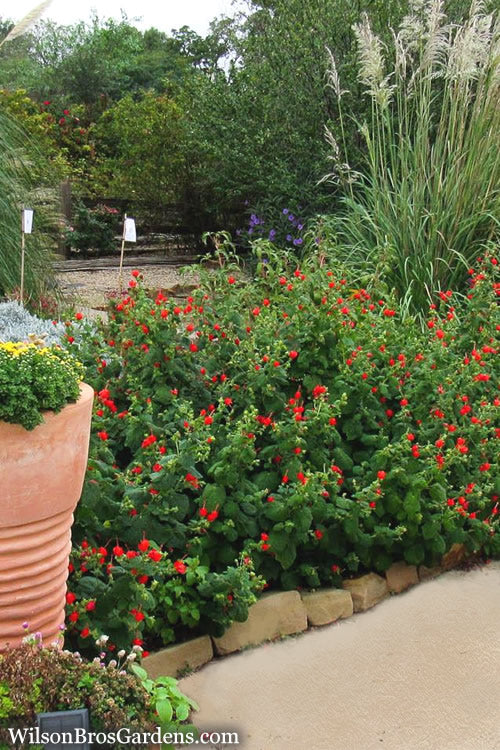  Turk's Cap Mallow (Malvaviscus Drummondii) - 5 Pack Of Quart Pots