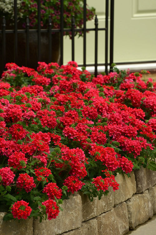  EnduraScape Red Verbena - 1 Gallon Pot