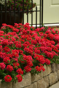  EnduraScape Red Verbena - 10 Pack Of Pint Pots
