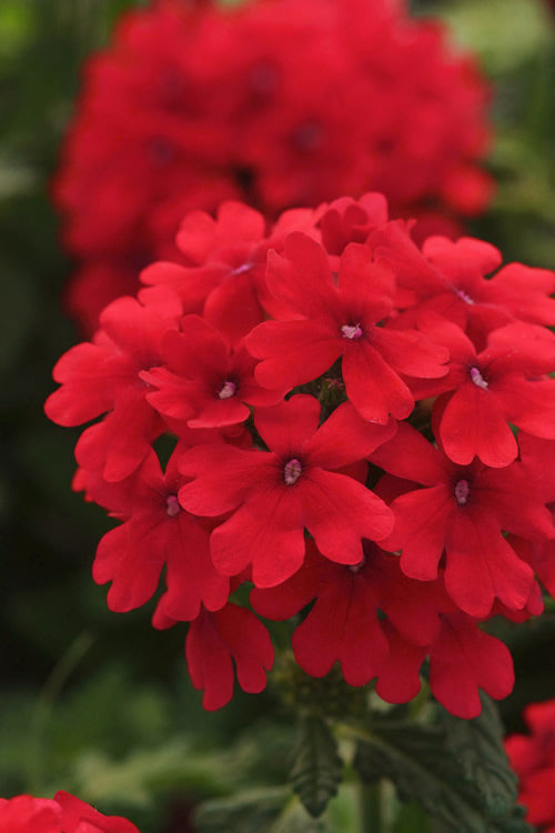  EnduraScape Red Verbena - 5 Pack Of Quart Pots
