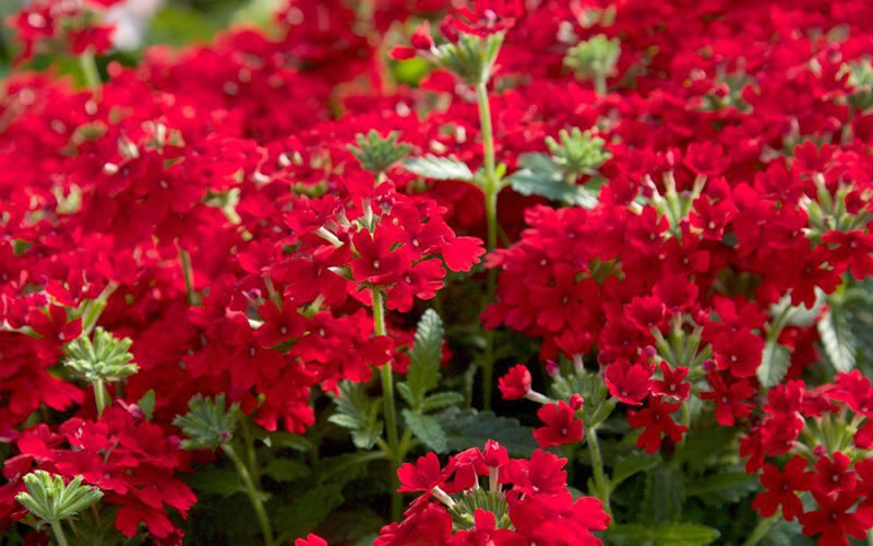  EnduraScape Red Verbena - 5 Pack Of Quart Pots