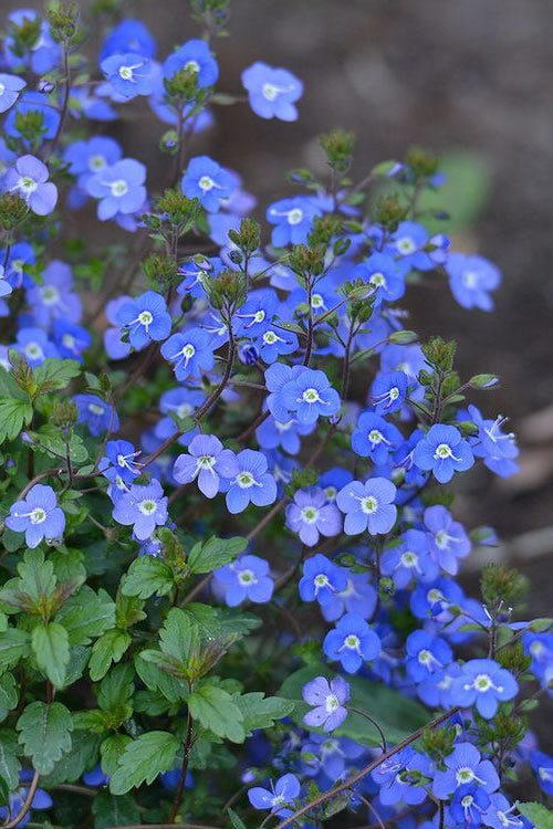  Georgia Blue Veronica Umbrosa - 6 Pack Of 1 Gallon Pots