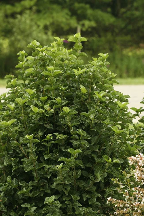  All That Glows Arrowwood Viburnum - 2 Gallon Pot