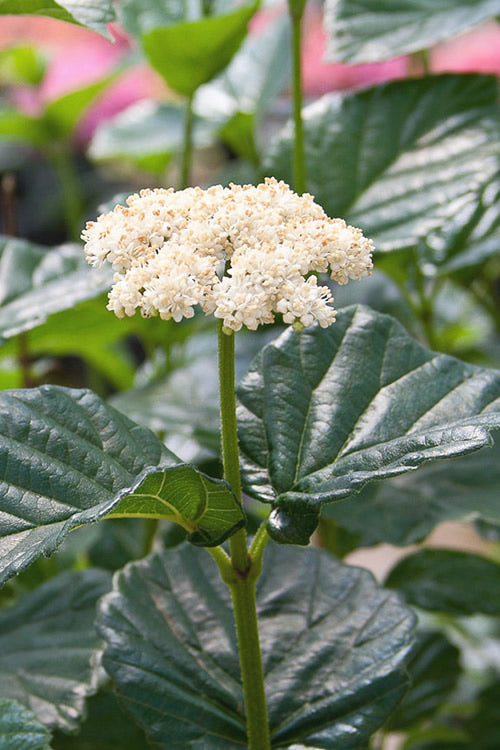  All That Glows Arrowwood Viburnum - 2 Gallon Pot