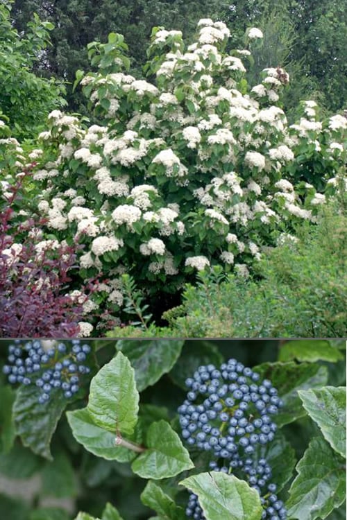  All That Glows Arrowwood Viburnum - 2 Gallon Pot