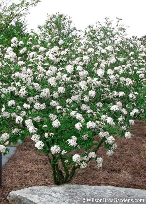  Burkwood Fragrant Viburnum - 3 Gallon Pot
