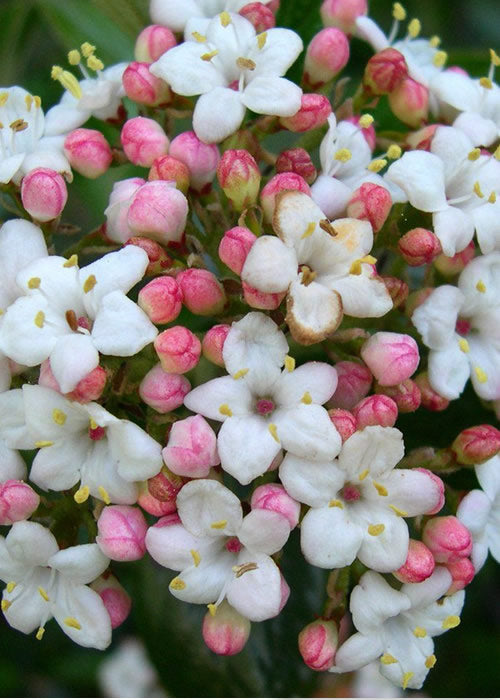  Burkwood Fragrant Viburnum - 3 Gallon Pot