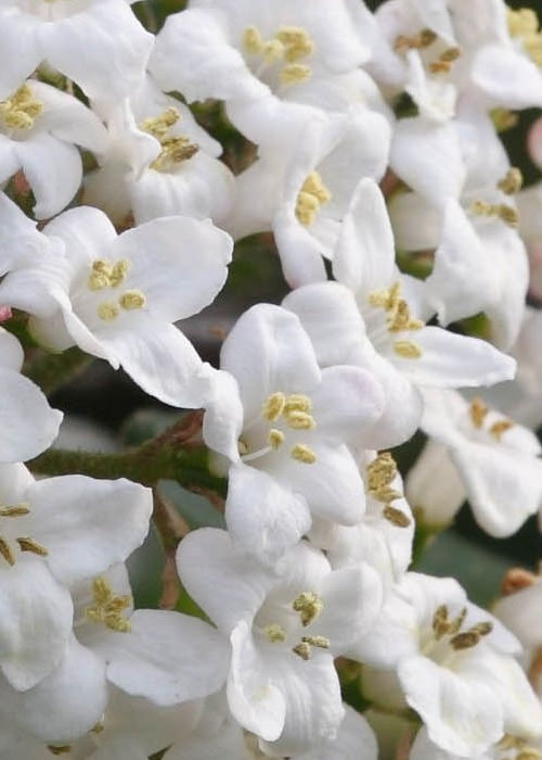  Burkwood Fragrant Viburnum - 3 Gallon Pot