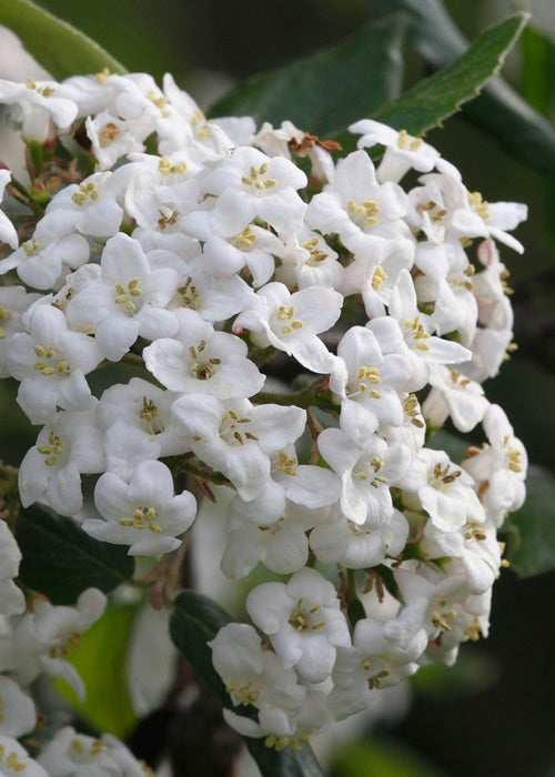  Burkwood Fragrant Viburnum - 3 Gallon Pot