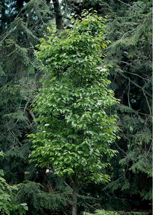  Burkwood Fragrant Viburnum - 3 Gallon Pot