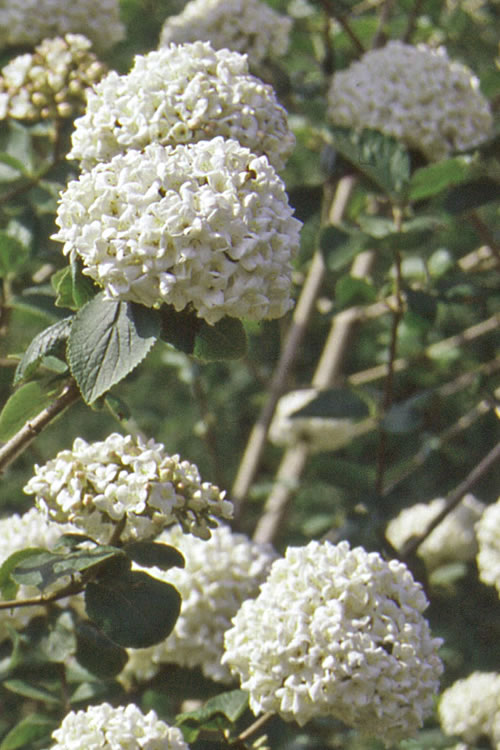  Pearlific Fragrant Snowball Viburnum Bush - 3 Gallon Pot