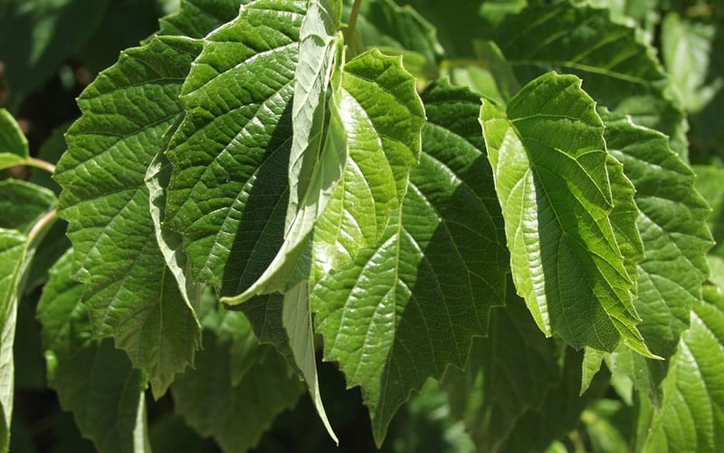  Chicago Luster Arrowwood Viburnum - 1 Gallon Pot