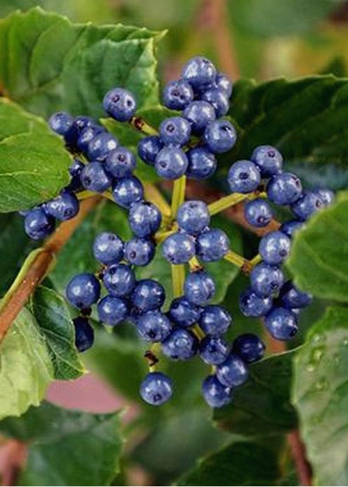  Chicago Luster Arrowwood Viburnum - 7 Gallon Pot