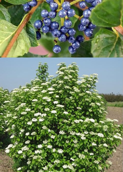  Chicago Luster Arrowwood Viburnum - 1 Gallon Pot