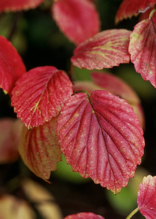  Chicago Luster Arrowwood Viburnum - 1 Gallon Pot