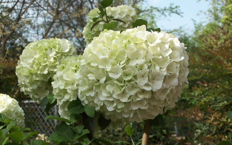  Chinese Snowball Viburnum Bush - 6 Pack Of 1 Gallon Pots