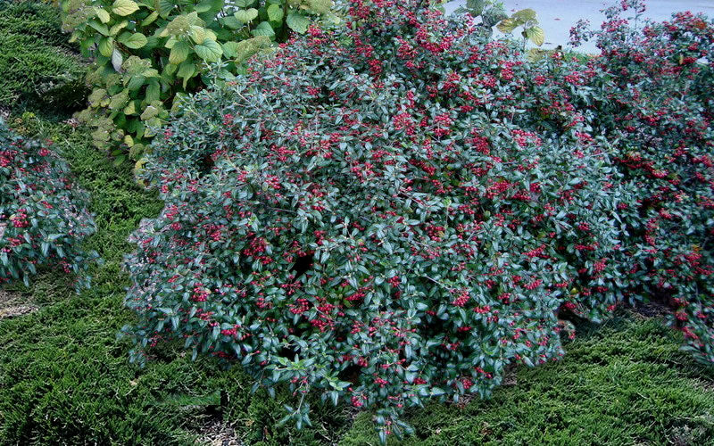  Dwarf Evergreen Snowball Viburnum 'Conoy' - 3 Gallon Pot