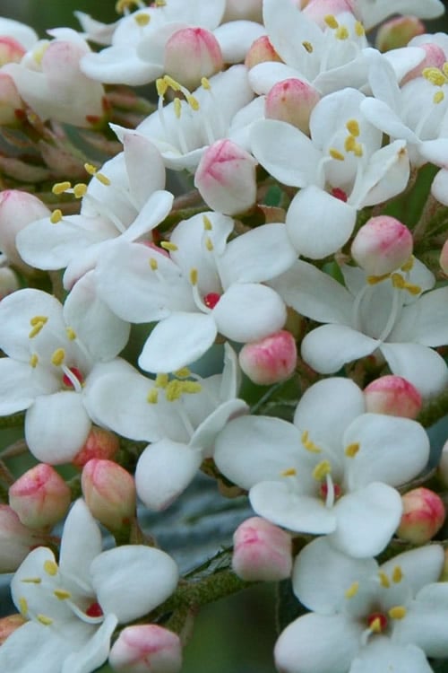  Dwarf Evergreen Snowball Viburnum 'Conoy' - 3 Gallon Pot