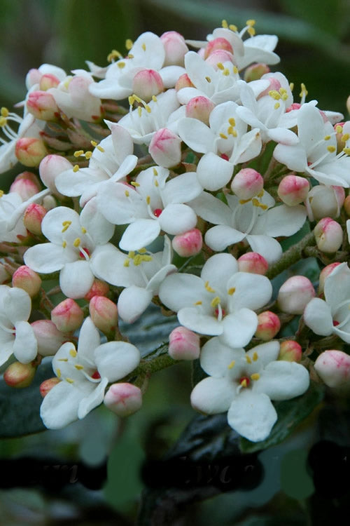  Dwarf Evergreen Snowball Viburnum 'Conoy' - 3 Gallon Pot