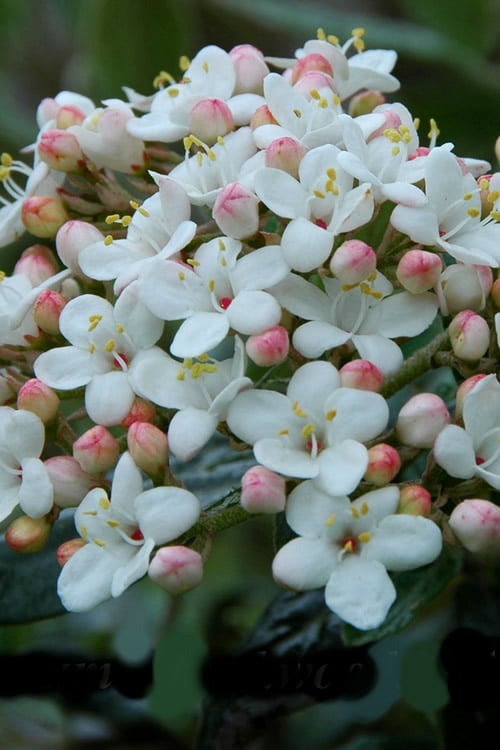  Dwarf Evergreen Snowball Viburnum 'Conoy' - 3 Gallon Pot