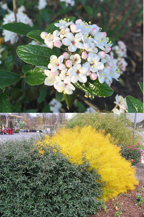  Dwarf Evergreen Snowball Viburnum 'Conoy' - 3 Gallon Pot