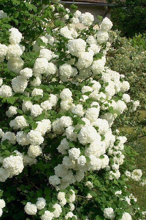  European Snowball Viburnum Bush - 3 Gallon Pot