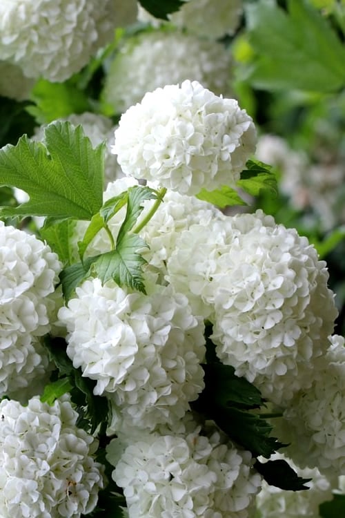  European Snowball Viburnum Bush - 3 Gallon Pot