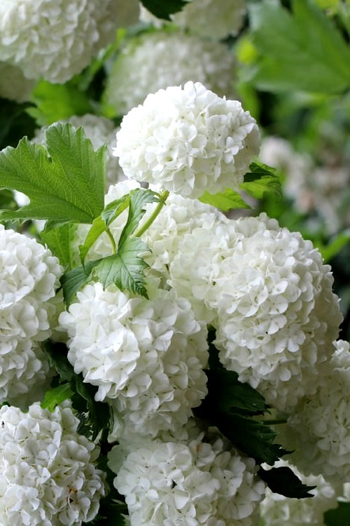  European Snowball Viburnum Bush - 3 Gallon Pot