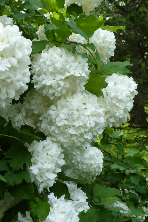  European Snowball Viburnum Bush - 3 Gallon Pot