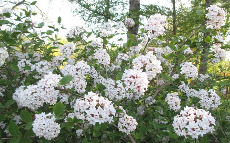  Juddi Fragrant Snowball Viburnum - 2 Gallon Pot
