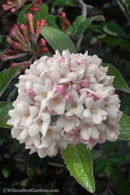  Juddi Fragrant Snowball Viburnum - 2 Gallon Pot