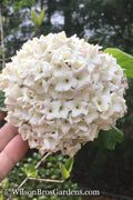  Fragrant Snowball Viburnum Carlesii 'Korean Spice' - 1 Gallon Pot
