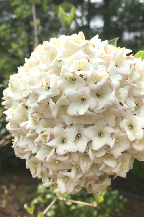  Fragrant Snowball Viburnum Carlesii 'Korean Spice' - 5 Gallon Pot