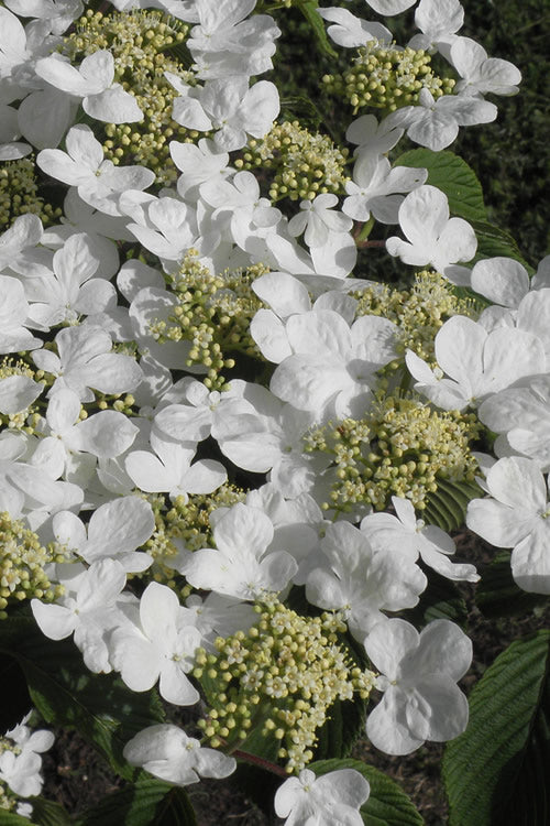  Mariesii Doublefile Viburnum - 6 Pack Of 1 Gallon Pots