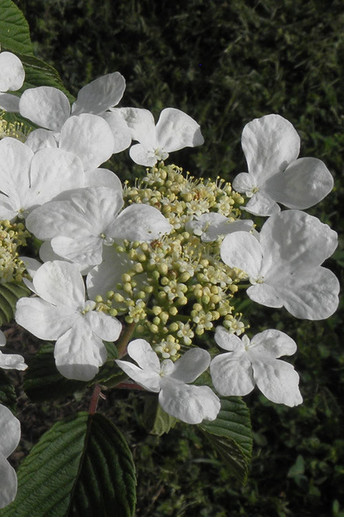  Mariesii Doublefile Viburnum - 1 Gallon Pot