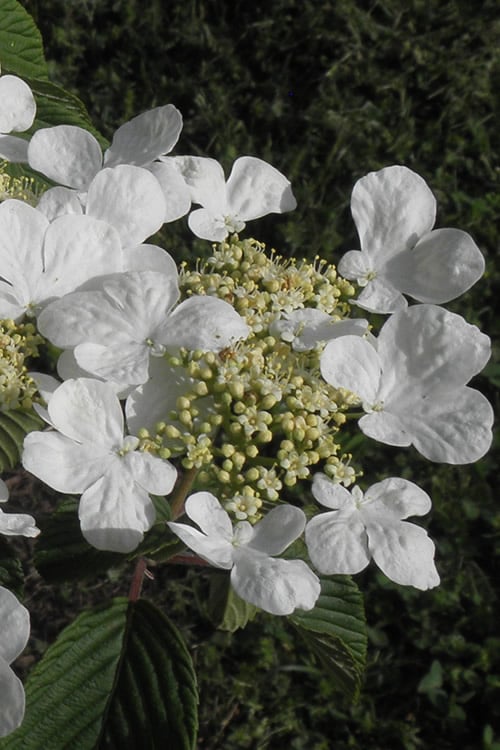  Mariesii Doublefile Viburnum - 3 Gallon Pot