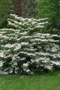  Mariesii Doublefile Viburnum - 1 Gallon Pot