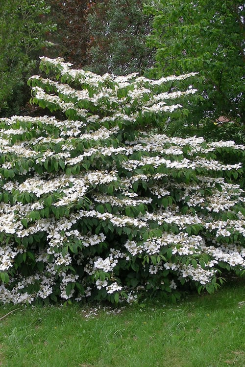  Mariesii Doublefile Viburnum - 2.5 Gallon Pot 
