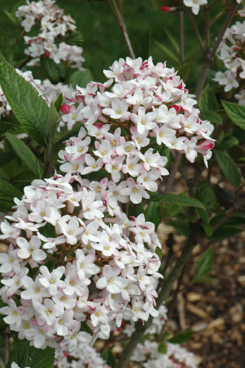  Fragrant Mohawk Viburnum - 1 Gallon Pot