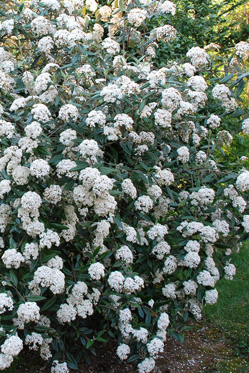  Fragrant Mohawk Viburnum - 1 Gallon Pot