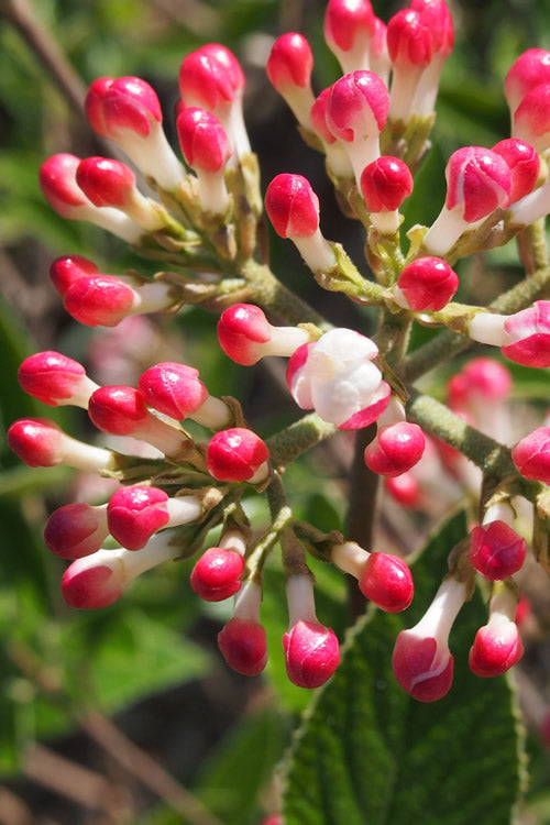  Fragrant Mohawk Viburnum - 1 Gallon Pot