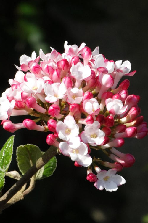  Fragrant Mohawk Viburnum - 1 Gallon Pot