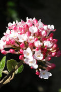  Fragrant Mohawk Viburnum Burkwoodi - 2.5 Gallon Pot